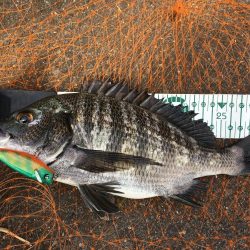 長崎 大村市周辺 チヌ、シーバス トップルアーゲーム