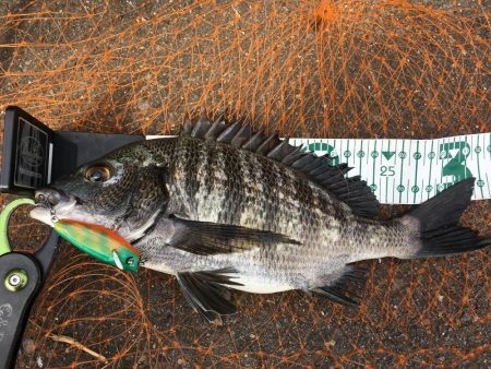 長崎　大村市周辺　チヌ、シーバス　トップル…