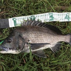 チニングゲーム