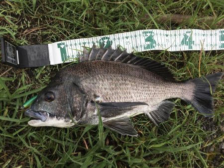 チニングゲーム