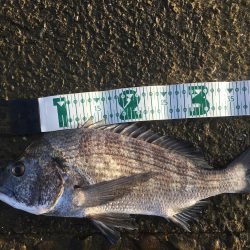 チヌ ルアーゲーム