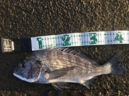 チヌ　ルアーゲーム