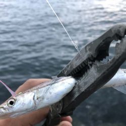 カマスの群れに遭遇