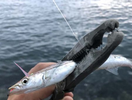 カマスの群れに遭遇