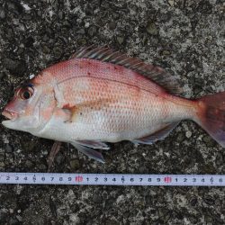 雨後のキスは不調