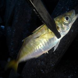 フロートゲーム