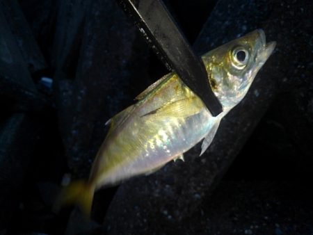 フロートゲーム