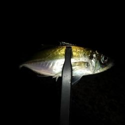 フロートゲーム