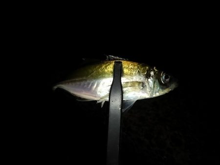 フロートゲーム