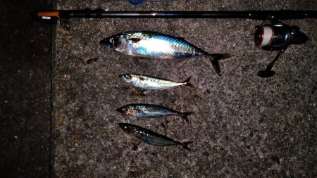 大サバ　小サバ