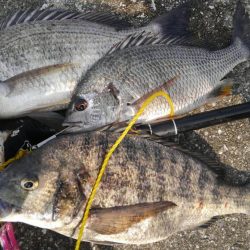 ヘチ釣り年無し確保！