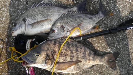 ヘチ釣り年無し確保！