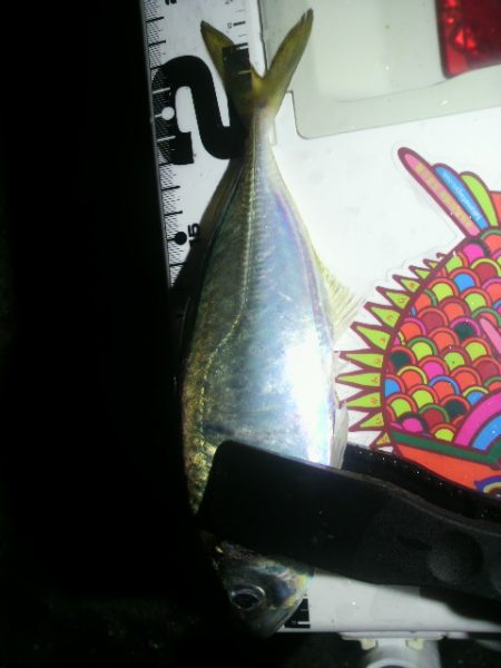 突風と雷雨の中のアジング