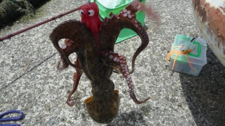 やっと・こましなタコ