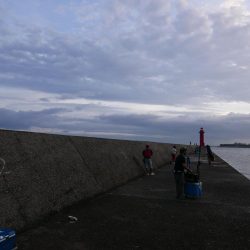 大阪湾でタコ釣り好調!650gクラス含む7杯!