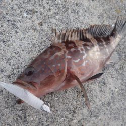 ミッドワインドでアコウキャッチ♪