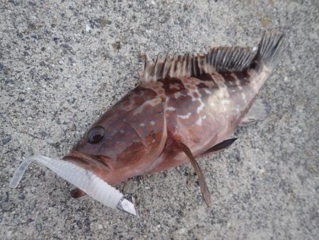 ミッドワインドでアコウキャッチ♪