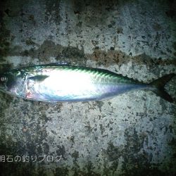 大サバの夜釣り