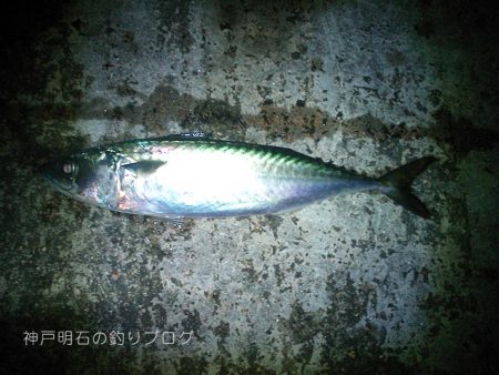 大サバの夜釣り