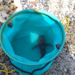 ガシラばっかり