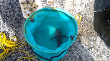 ガシラばっかり