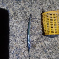 梅雨最後のライトゲーム