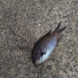 ライトゲームとエビ