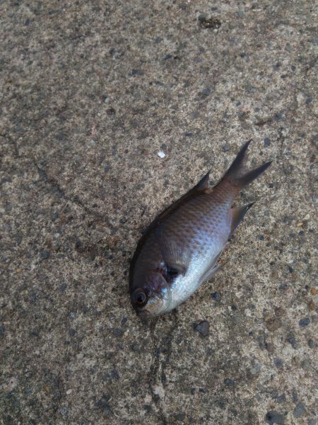 ライトゲームとエビ