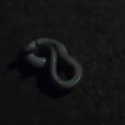 二日連続うなぎ釣り合計6本を釣り上げたｗ