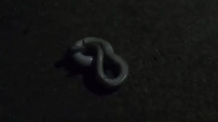 二日連続うなぎ釣り合計6本を釣り上げたｗ