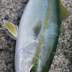 朝マズメ高活性