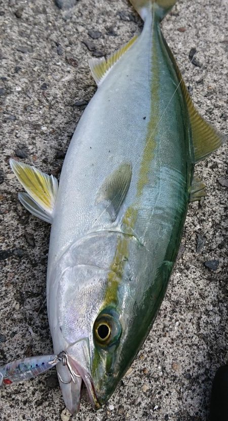 朝マズメ高活性