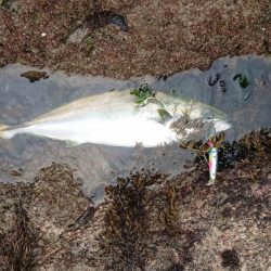 氷河期のハズが・・・?