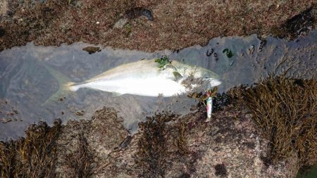 氷河期のハズが・・・?