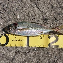 タチウオ後、青物のはずが