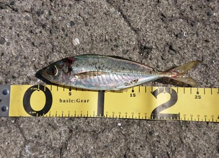 タチウオ後、青物のはずが