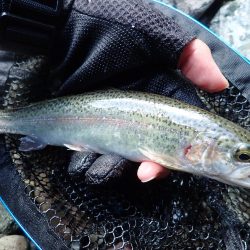 増水後を狙って