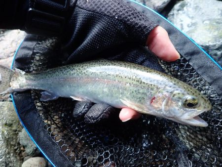 増水後を狙って