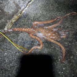 モンスター夜釣り