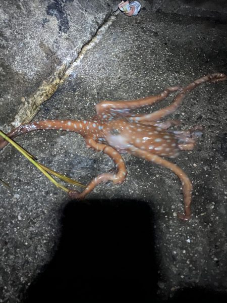 モンスター夜釣り