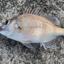 チニングでついに！