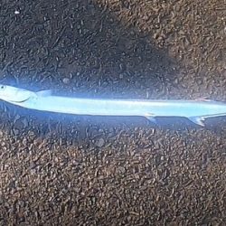 朝マズメ、トップシーバス！！出勤前に２発出た！！