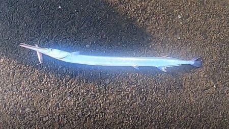 朝マズメ、トップシーバス！！出勤前に２発出た！！