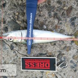 サバばっかり・・・