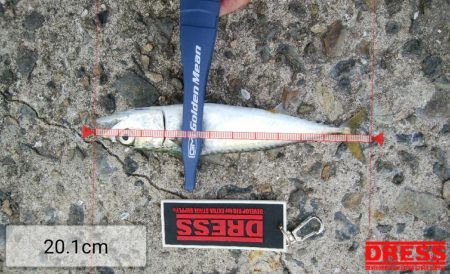 サバばっかり・・・