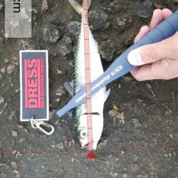 海の状況一変せず、安定のサバ