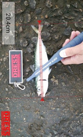 海の状況一変せず、安定のサバ