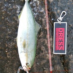 ライトショアジギングで久々の大物!?