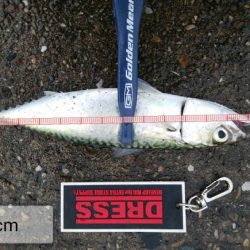 連休最終日も3目で終了