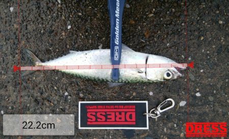 連休最終日も3目で終了